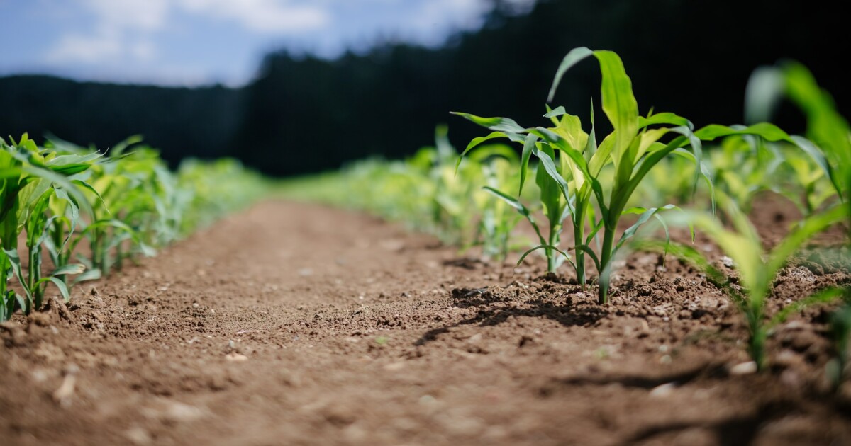 Sustainable Agriculture Trends: A Roadmap to Greener Food Production