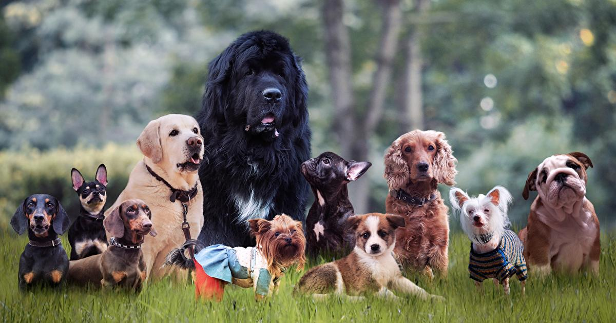 Choosing the Best Dog Breed for Your Lifestyle