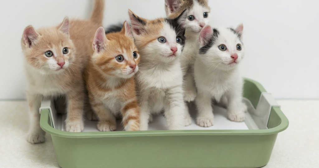 Training Your Cat: How to Teach Litter Box Use